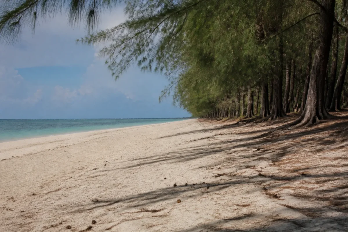 Longue plage de sable clair bordee de pins casuarina