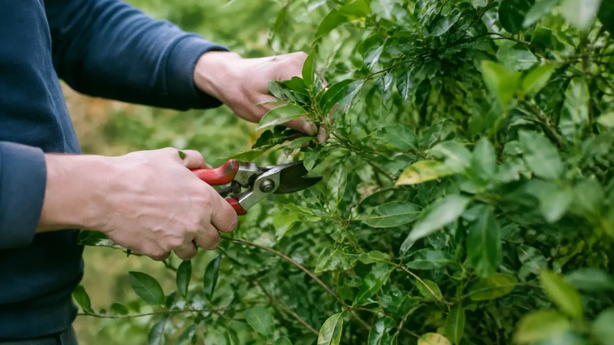 Mains taillant les branches feuillues du buisson vert