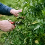 Mains taillant les branches feuillues du buisson vert
