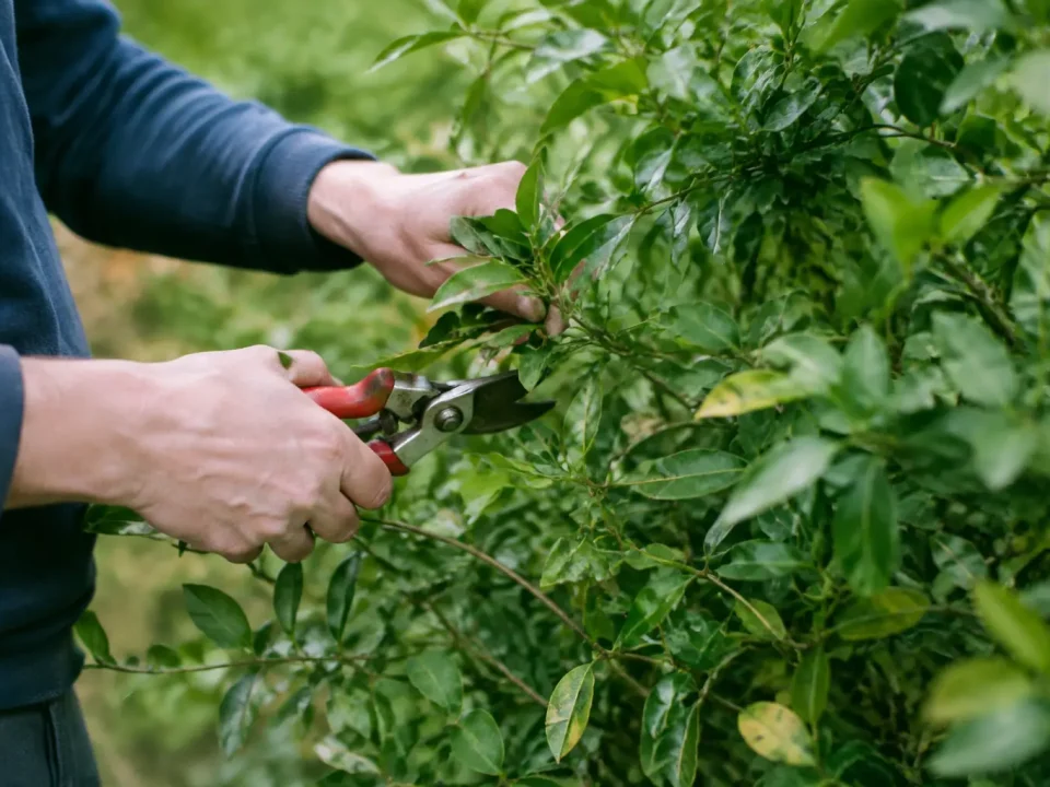 Mains taillant les branches feuillues du buisson vert